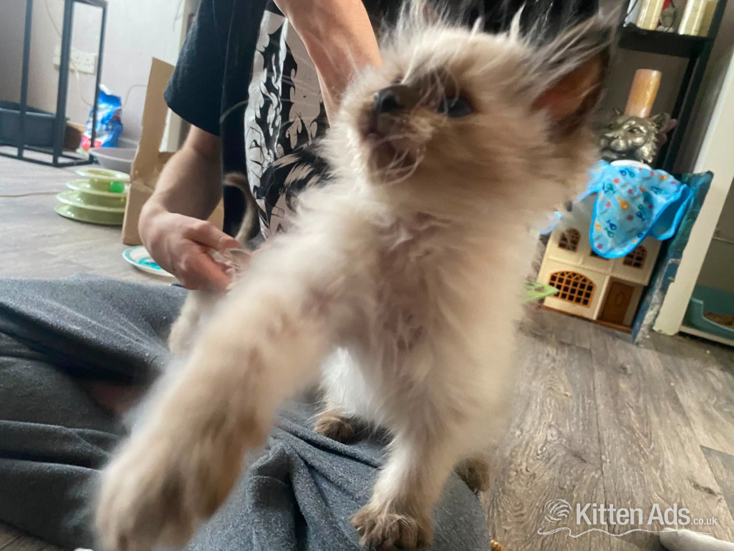 Beautiful playfull seal point Ragdoll - Ragdoll