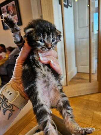 Mixed tabby &amp; black Siamese/Ragdoll with blue eyes. 
