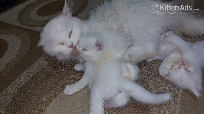 Tica Peace Persian Kittens in {LOCATION}