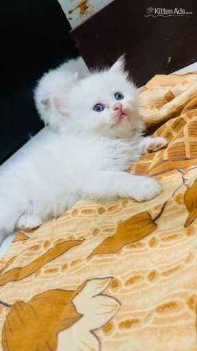 Persian