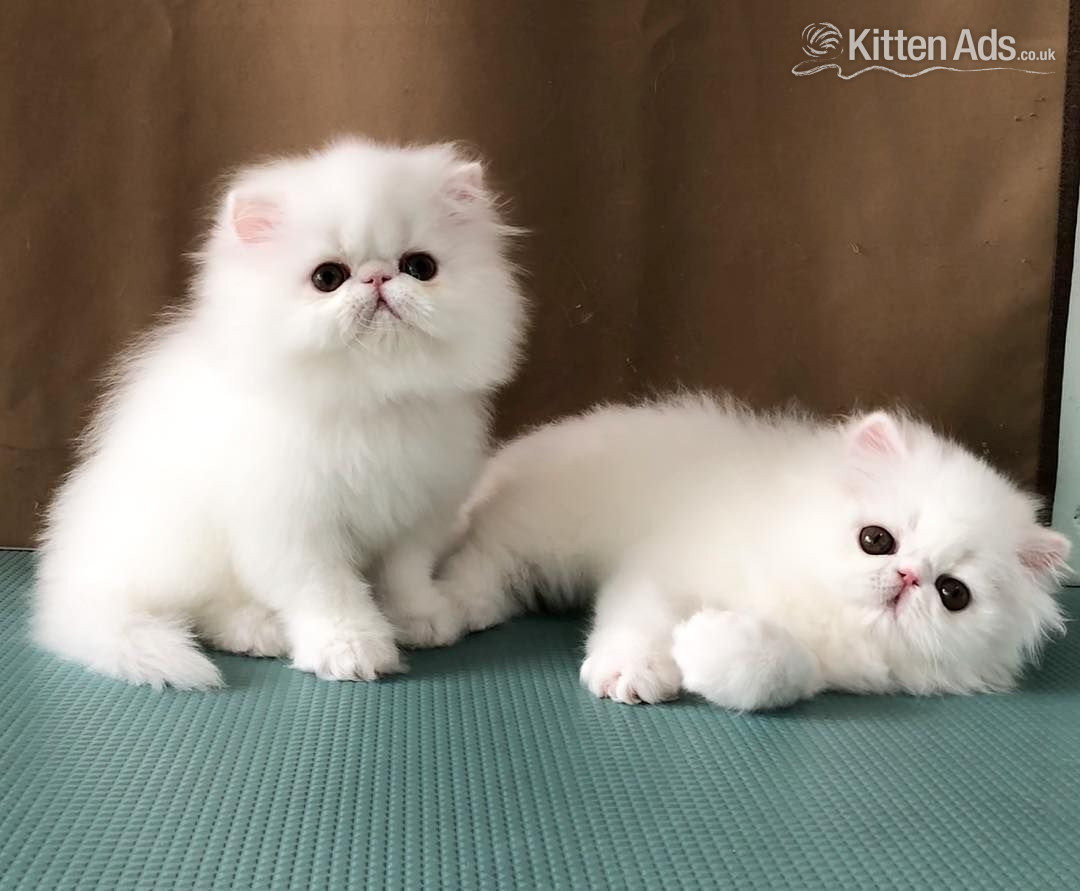 Persian Cats and Kittens