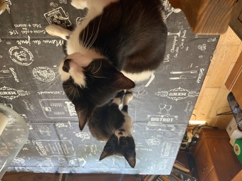 Fluffy Kittens For Sale