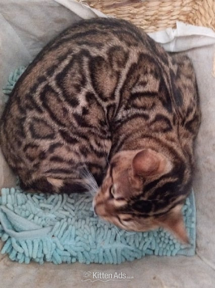Bengal