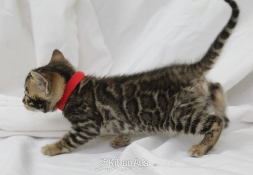 Bengal Cats and Kittens