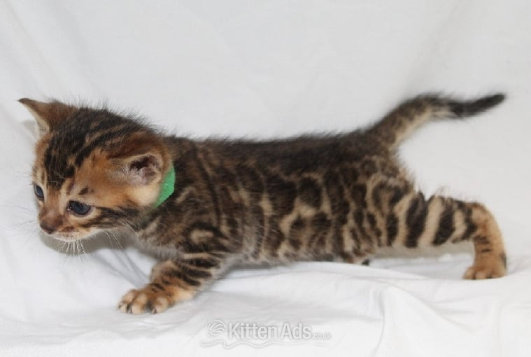 Bengal - Gorgeous Kittens ready to go to loving home
