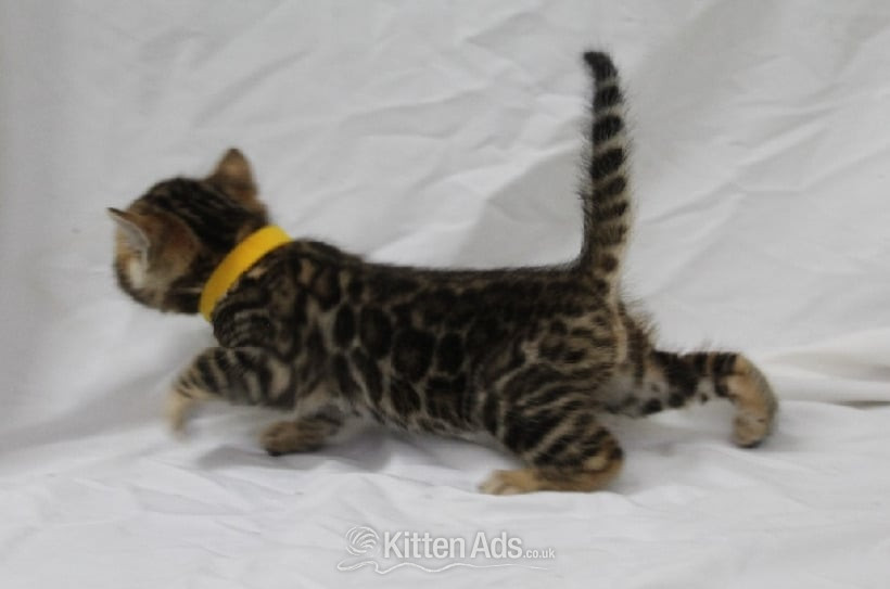 Gorgeous Kittens ready to go to loving home - Bengal