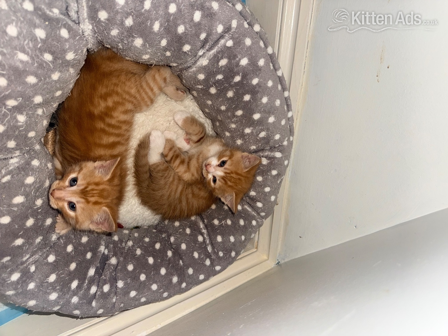  Cats and Kittens