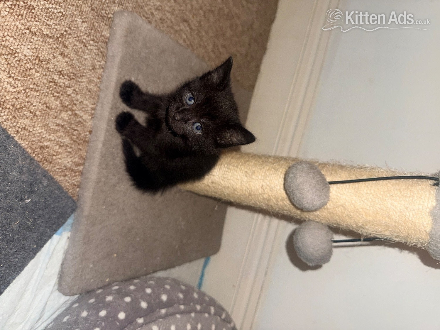  - 5 male kittens 4 ginger 1 black 