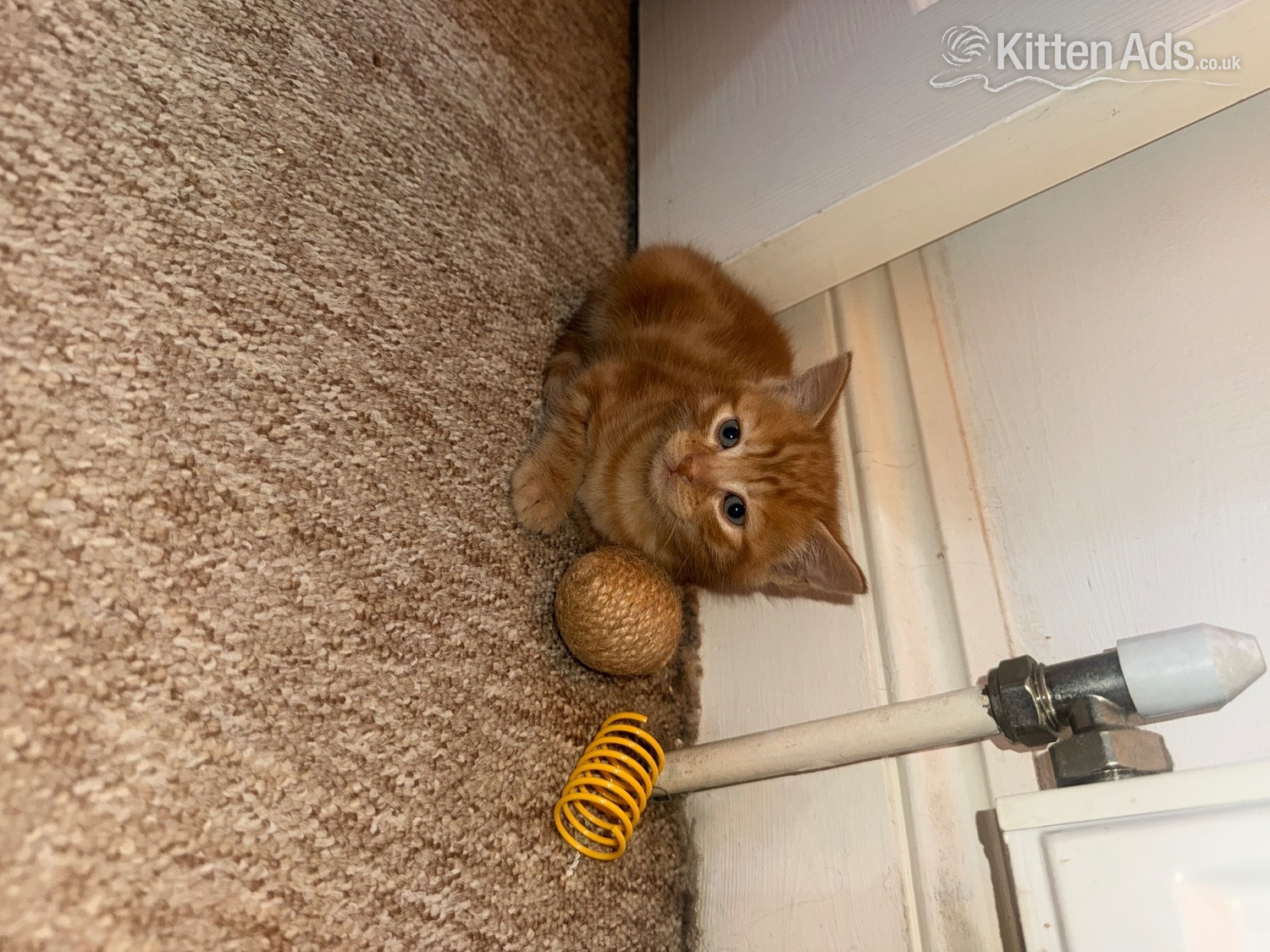 5 male kittens 4 ginger 1 black  - 