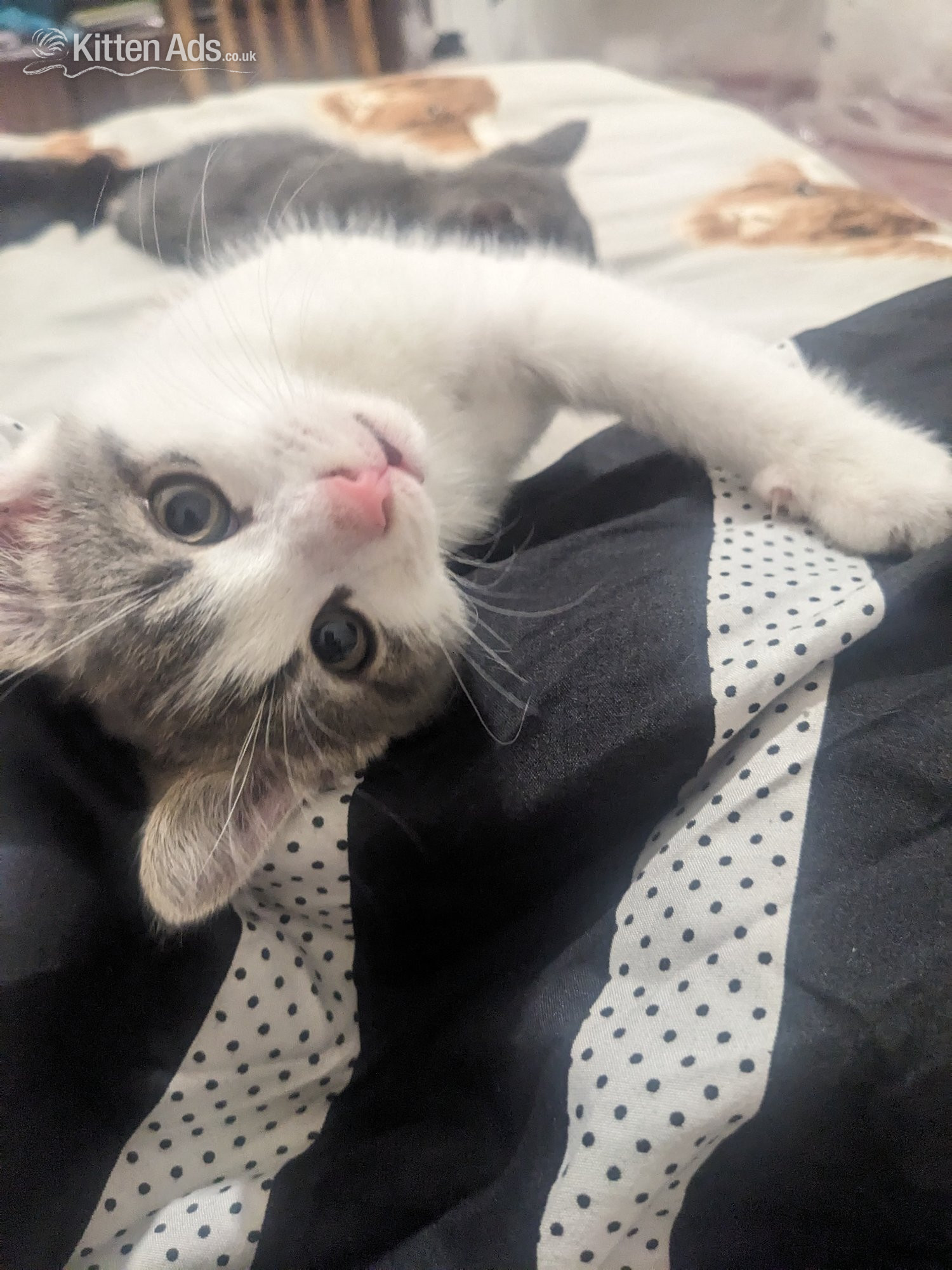 FREE KITTENS! Birmingham collection  in {LOCATION}