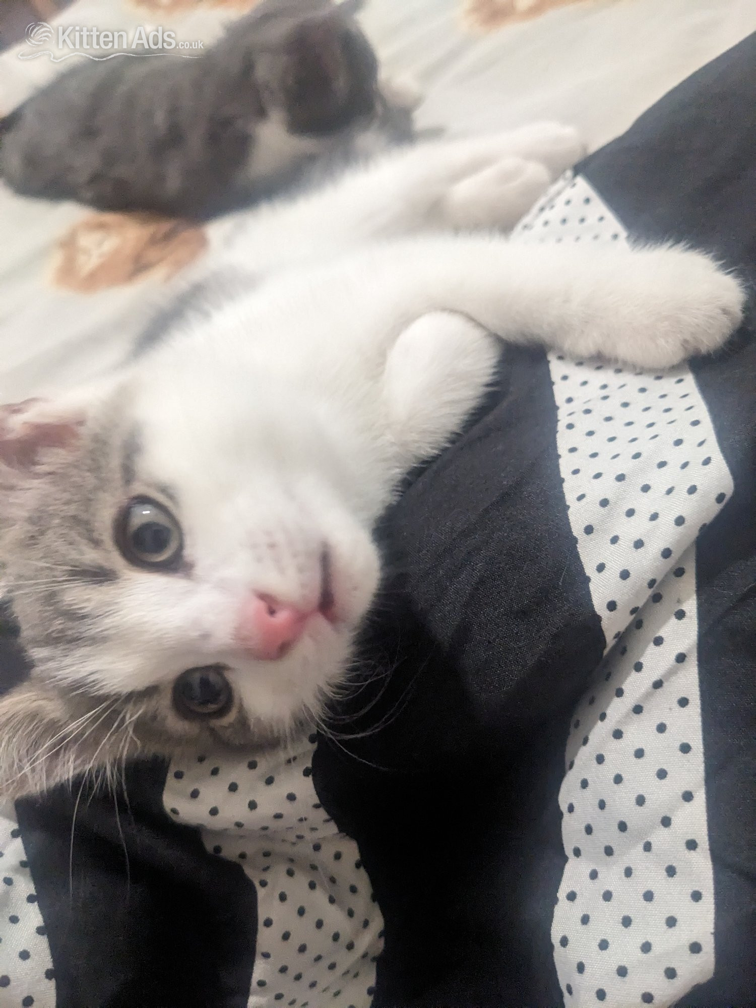  - FREE KITTENS! Birmingham collection 
