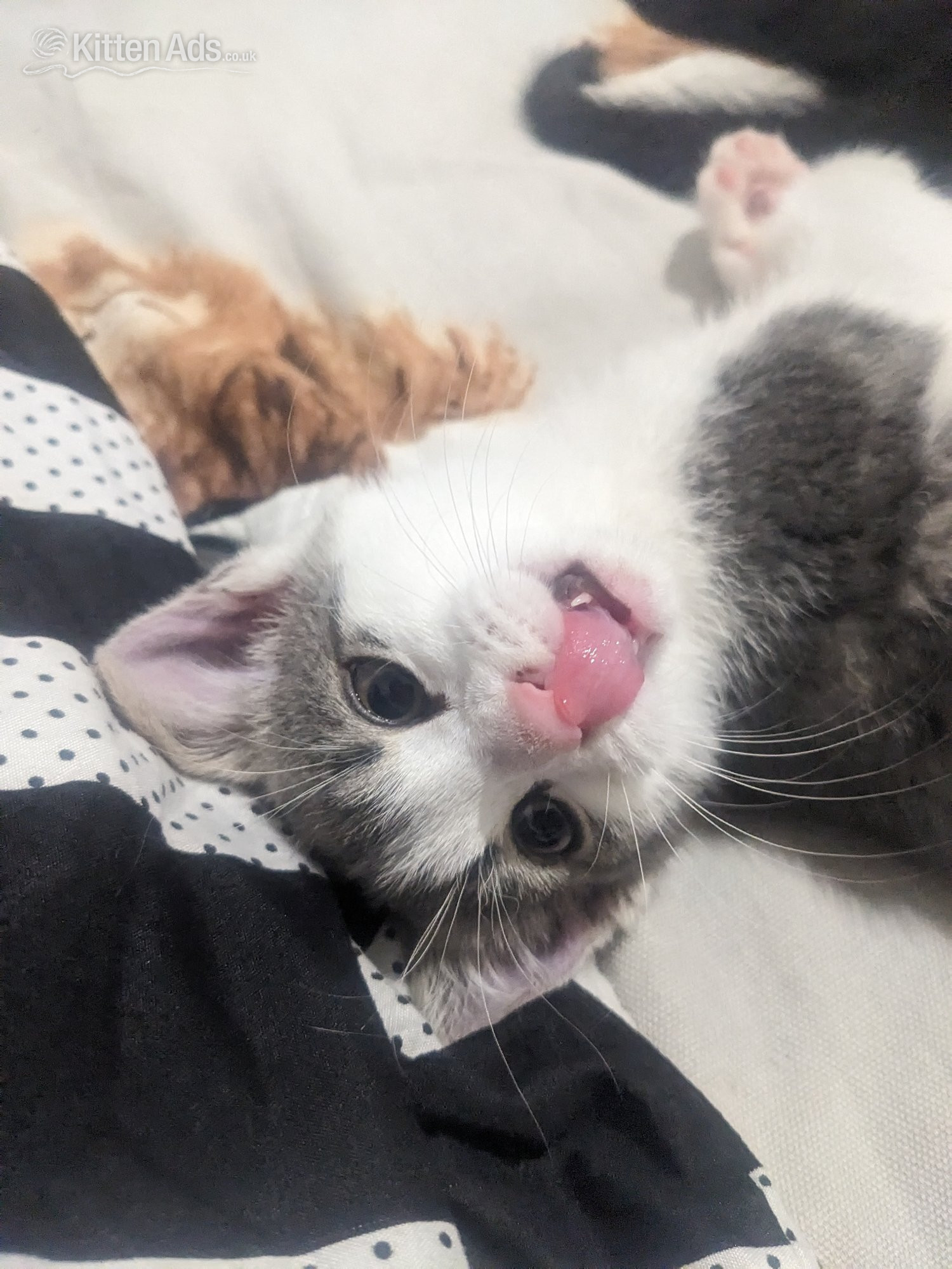 FREE KITTENS! Birmingham collection  - 