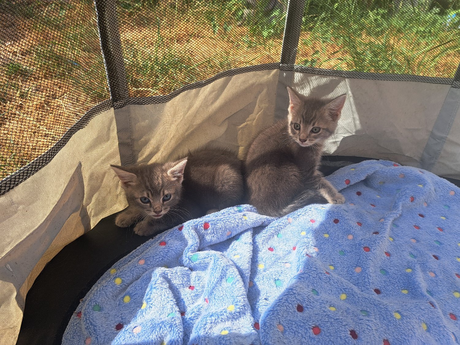 Beautiful kittens , silver grey markings on tummy in {LOCATION}