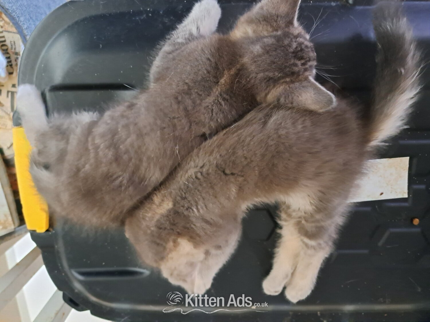 British Shorthair Cats and Kittens