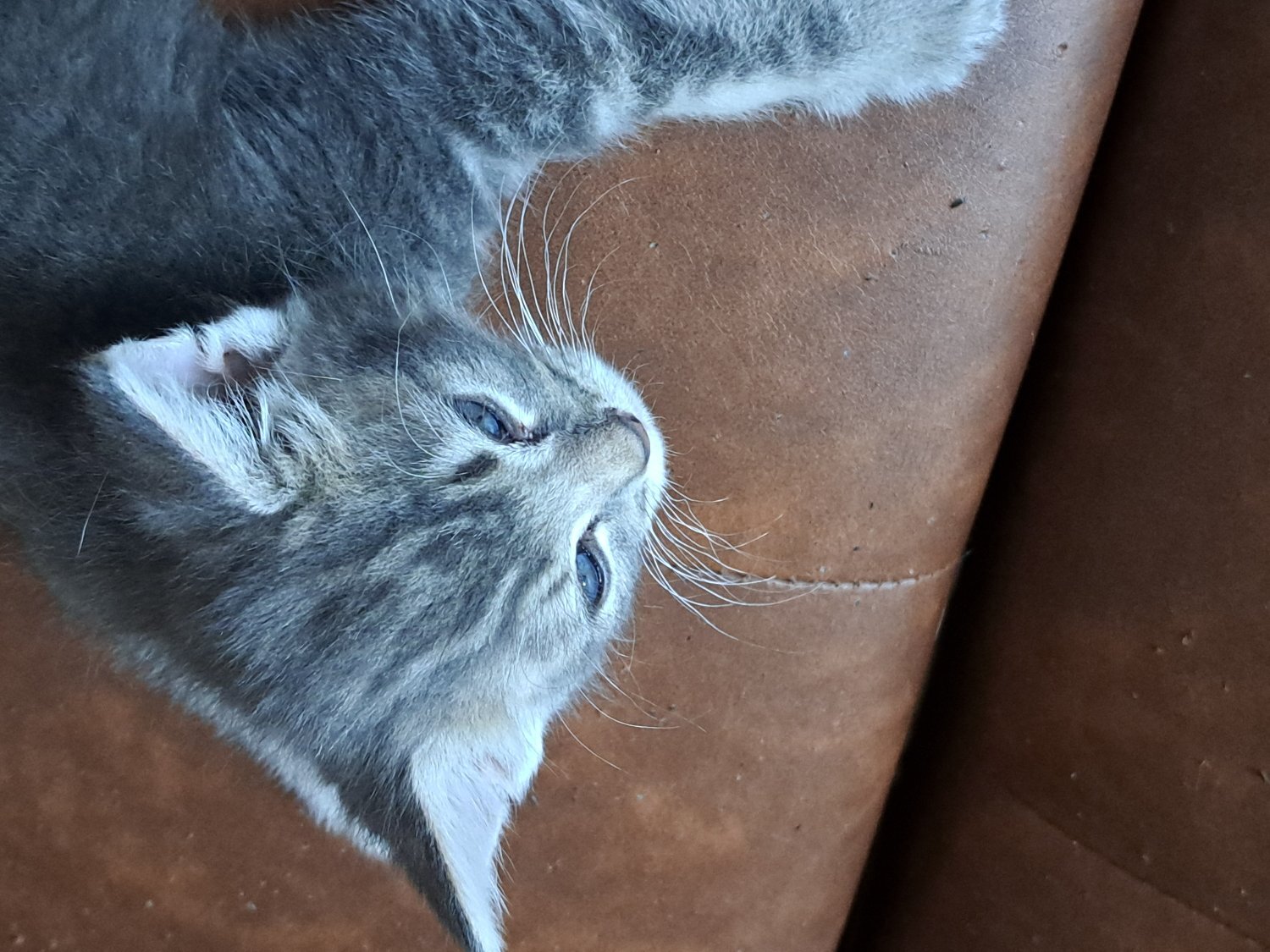 Beautiful kittens , silver grey markings on tummy - British Shorthair
