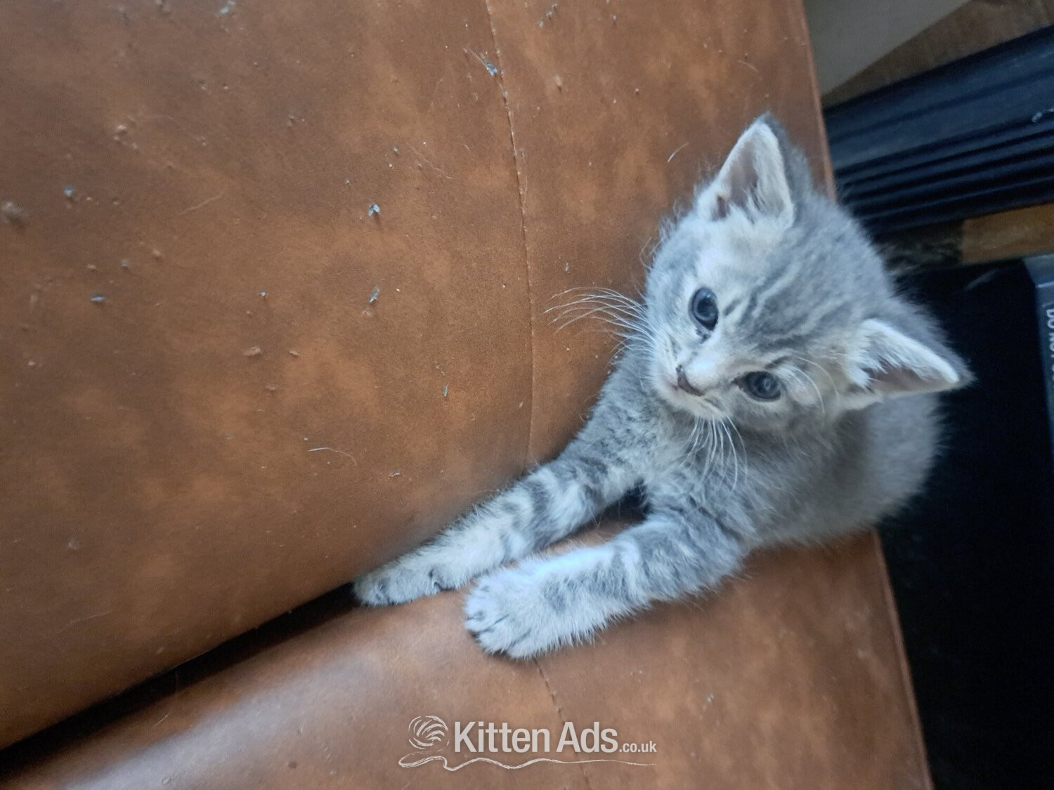 British Shorthair - Beautiful kittens , silver grey markings on tummy
