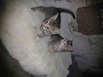 4 kittens ? available, weined, litter trained. 