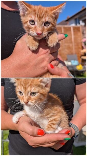 2 lovely kittens for sale 