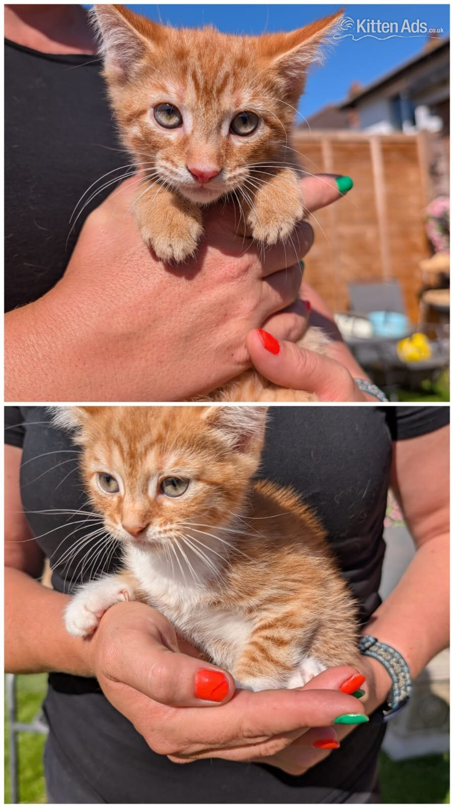 2 lovely kittens for sale  in {LOCATION}