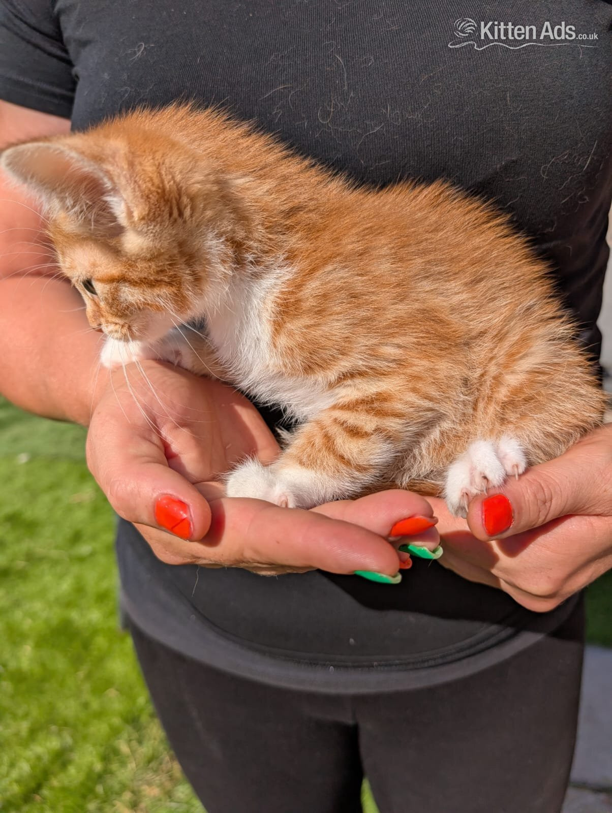 British Shorthair Cats and Kittens
