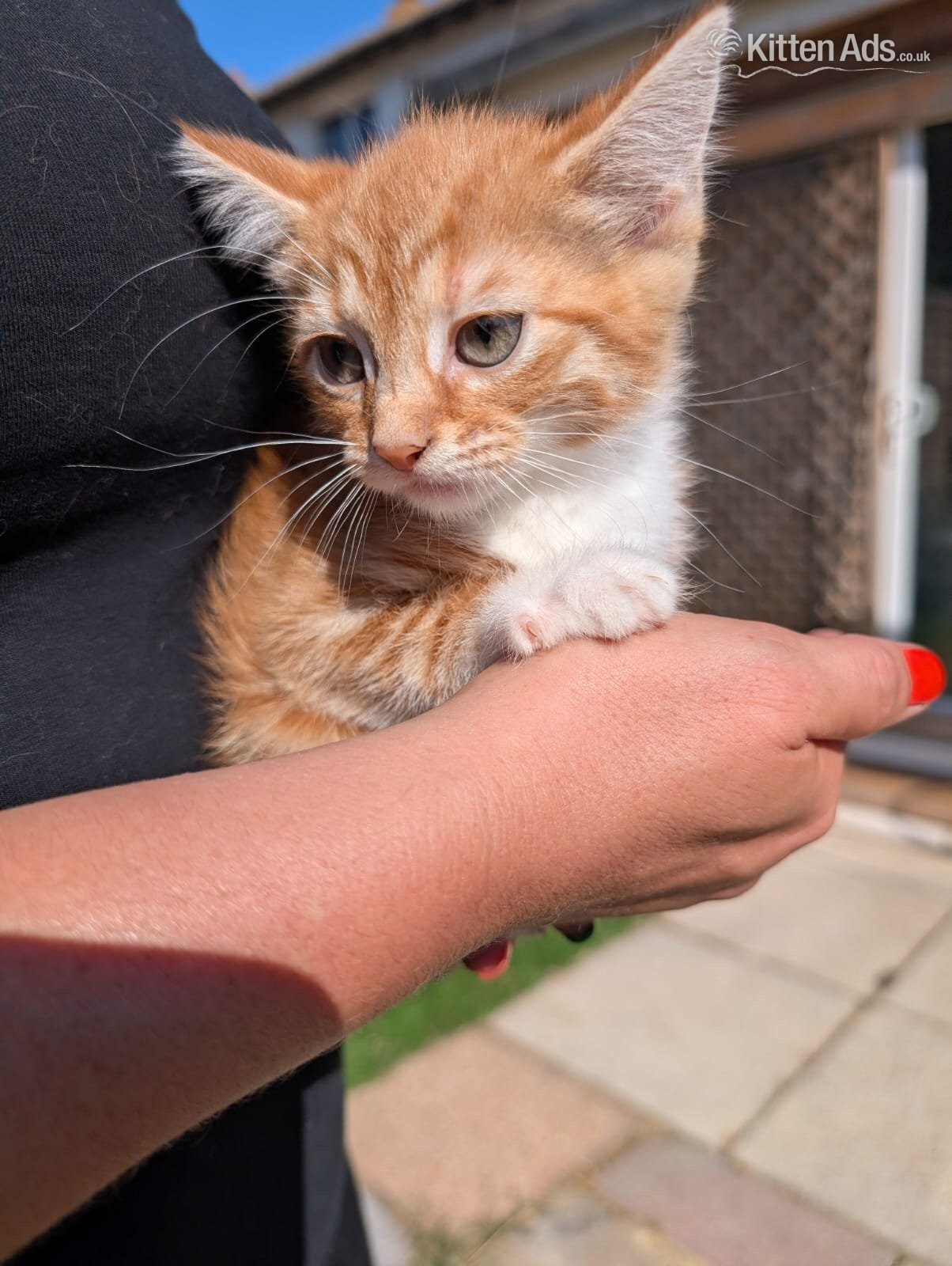 British Shorthair - 2 lovely kittens for sale 