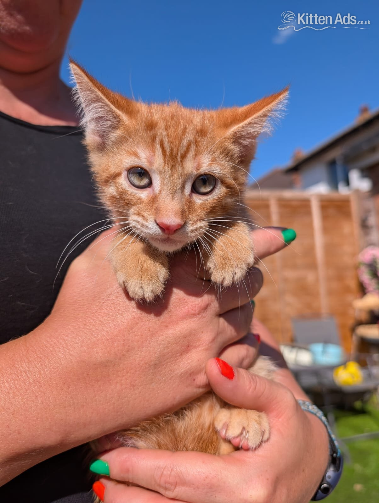 2 lovely kittens for sale  - British Shorthair