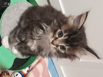 3 GORGEOUSLY CUTE MAINE COON KITTENS FOR SALE