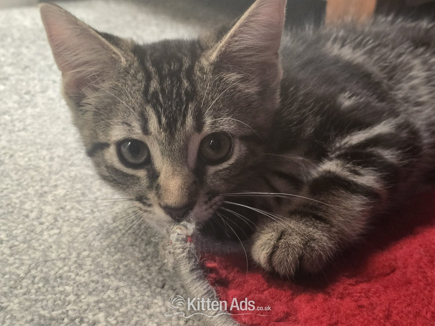 Bengal cross, male, 10 weeks old kitten in {LOCATION}