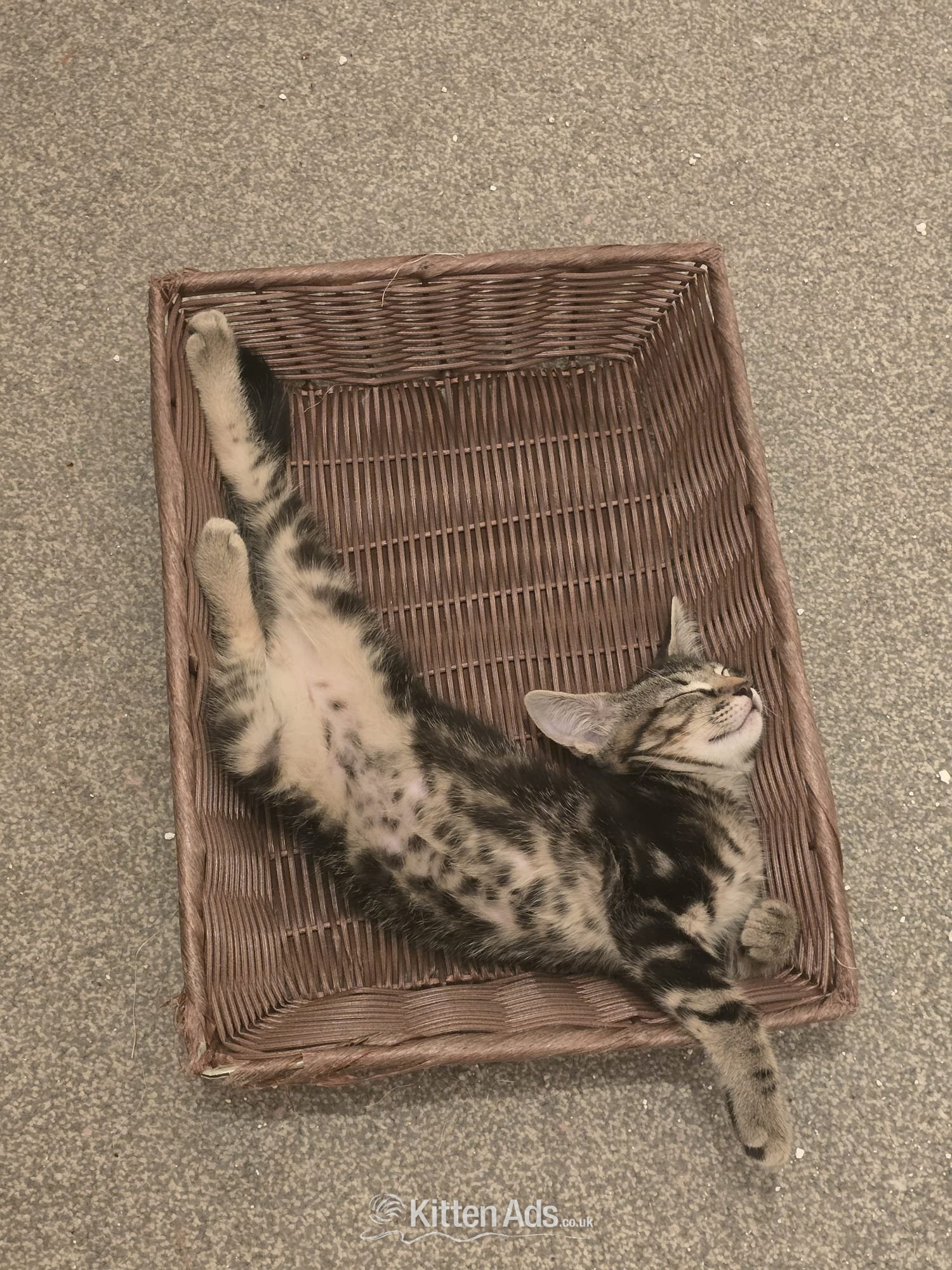 Bengal