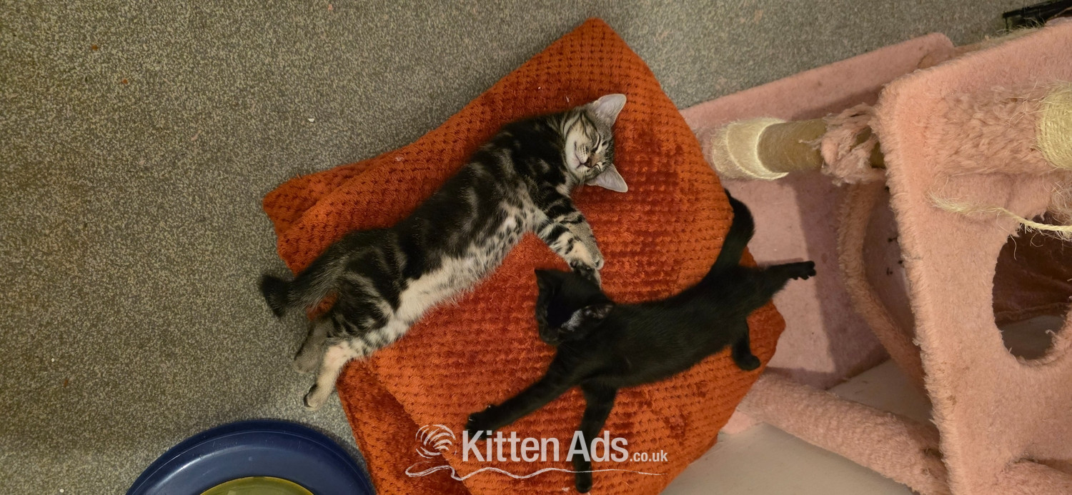 Bengal Cats and Kittens