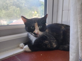 Adorable Kitten !!! 