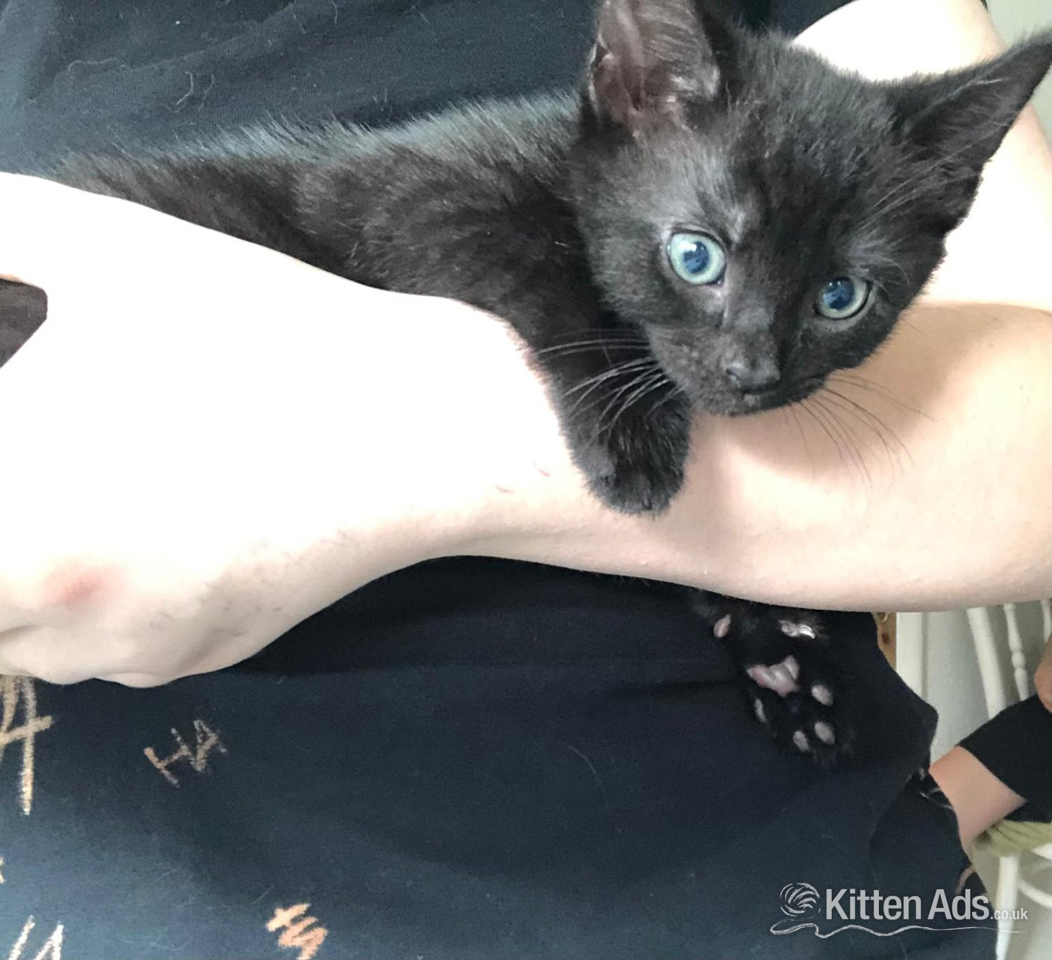 Adorable Kitten !!!  - British Shorthair