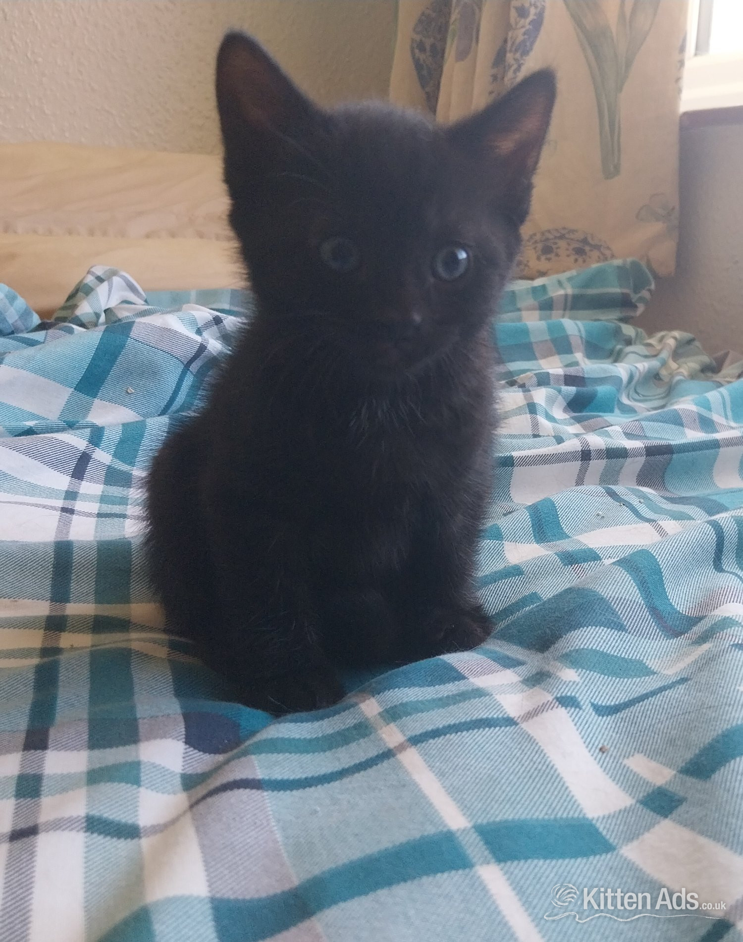 British Shorthair - Adorable Kitten !!! 
