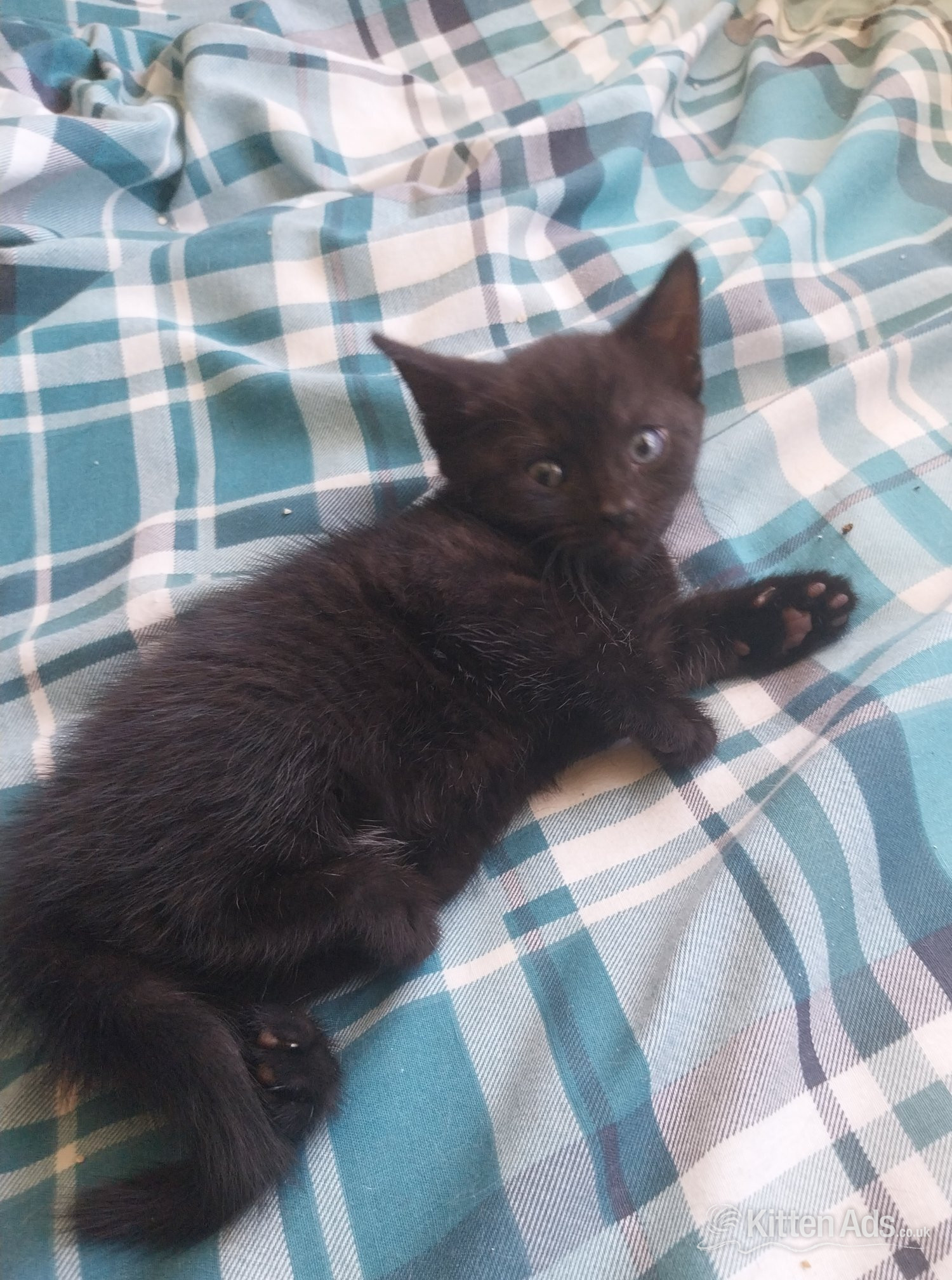 British Shorthair Cats and Kittens