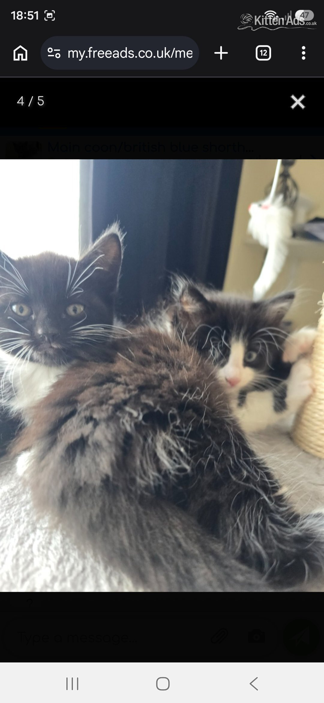 Cute fluffy kittens. 8 weeks old.  in {LOCATION}