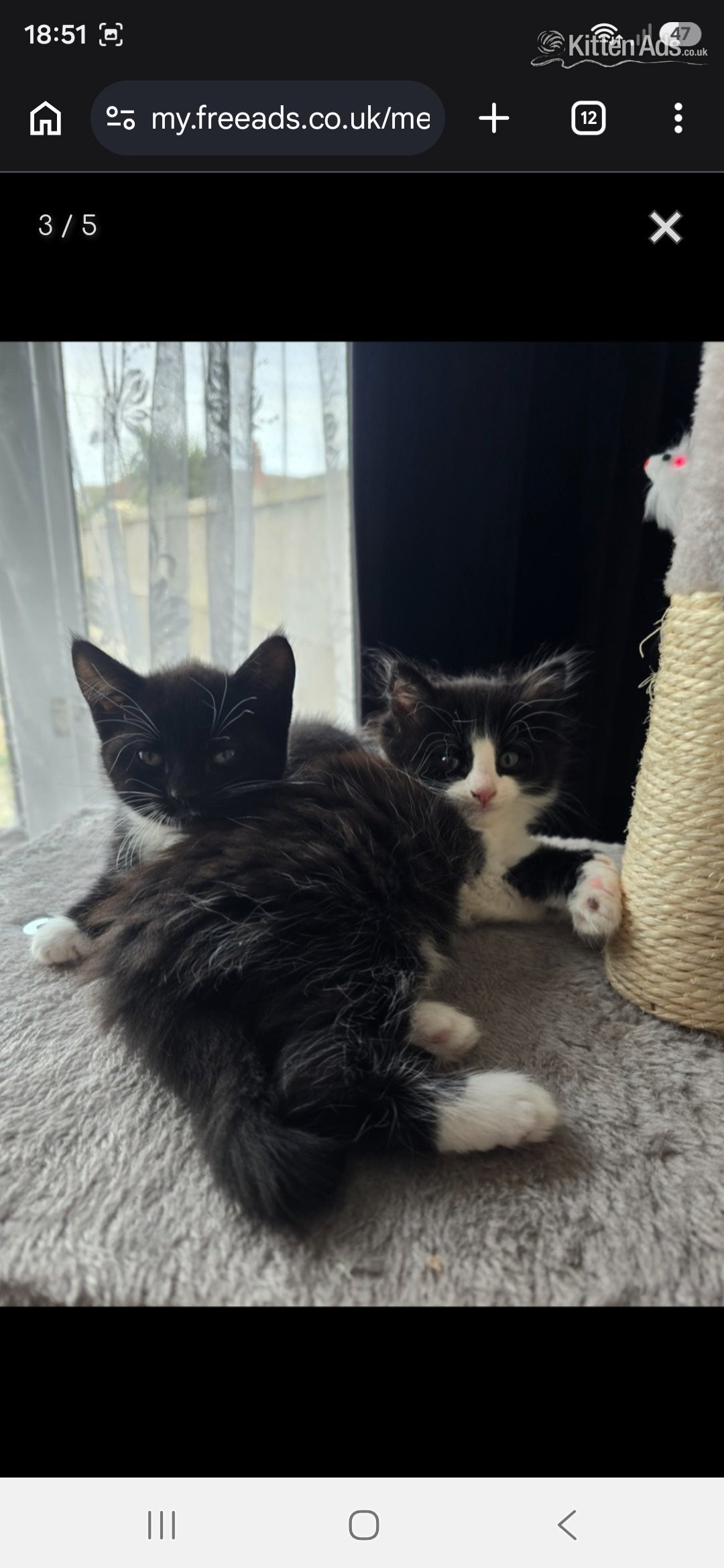 Maine Coon