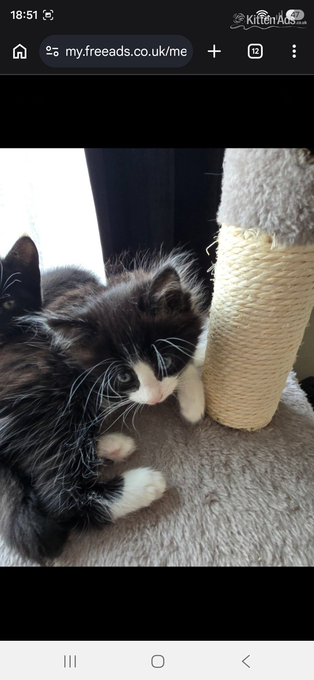 Maine Coon Cats and Kittens