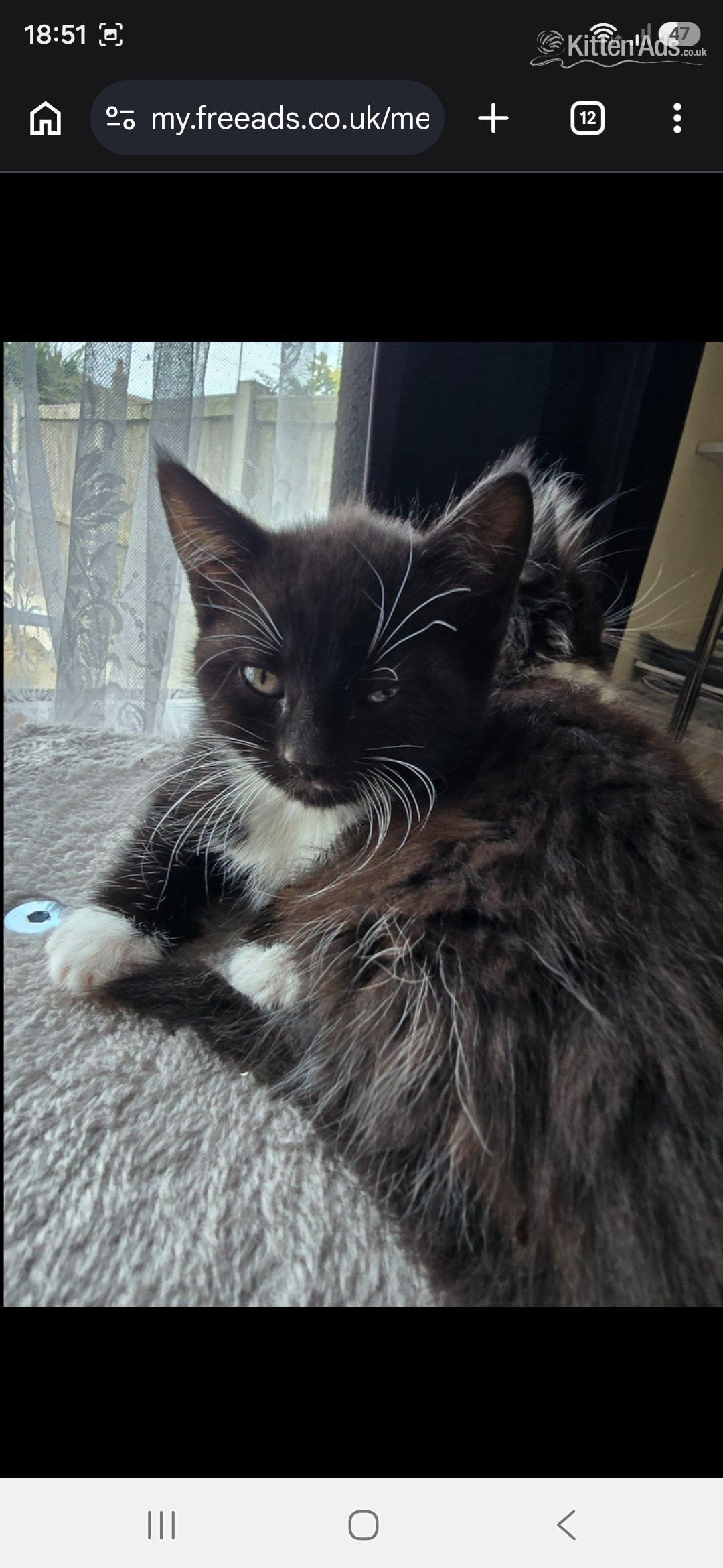 Maine Coon - Cute fluffy kittens. 8 weeks old. 