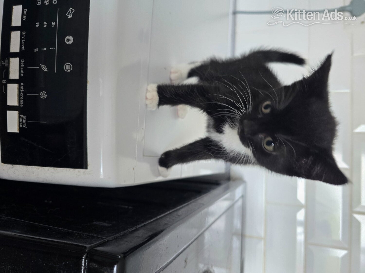 Cute fluffy kittens. 8 weeks old.  - Maine Coon