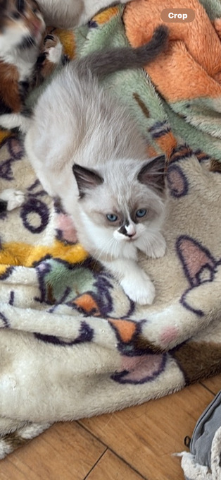 Gorgeous pedigree ragdoll kittens available 