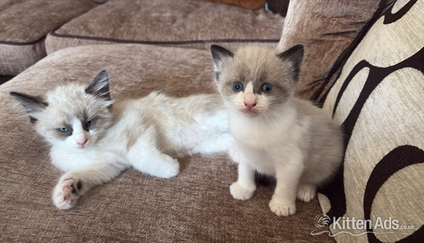 Ragdoll
