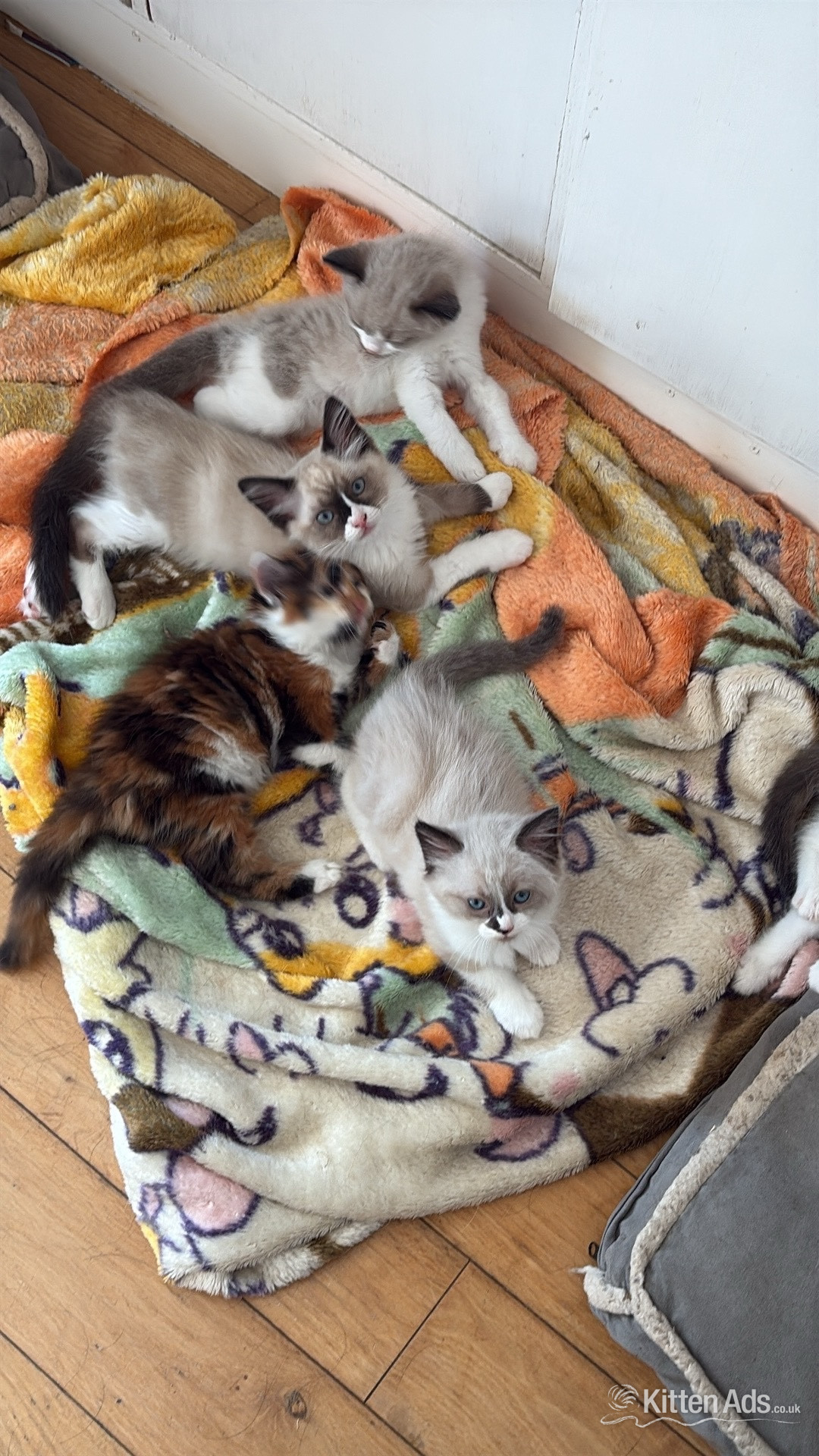 Ragdoll Cats and Kittens