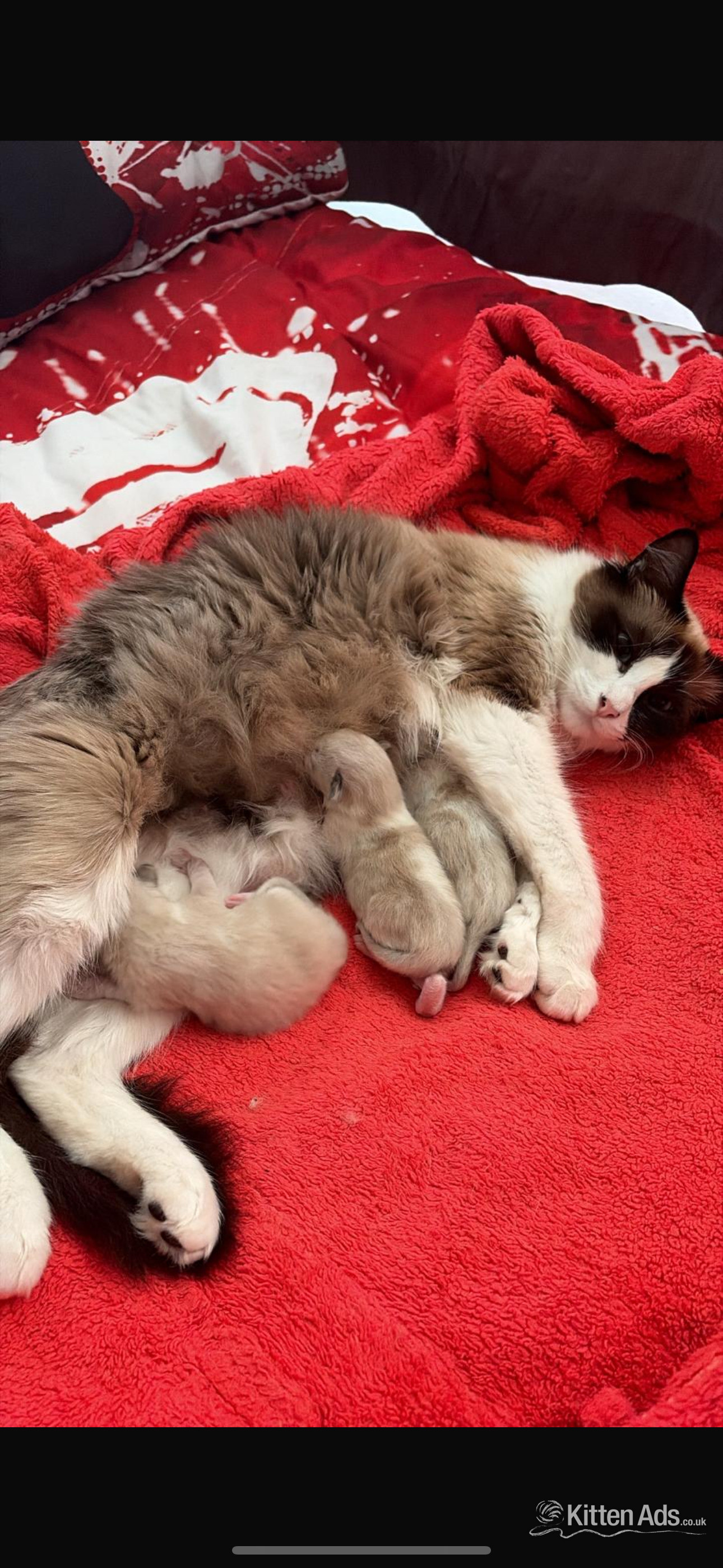 Ragdoll - Gorgeous pedigree ragdoll kittens available 