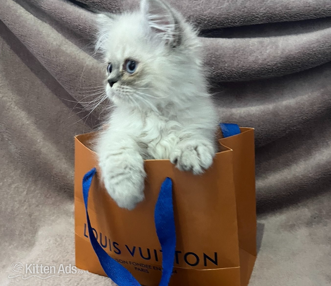 READY NOW Fully vaccinated?Louis?, Persian kitten in {LOCATION}