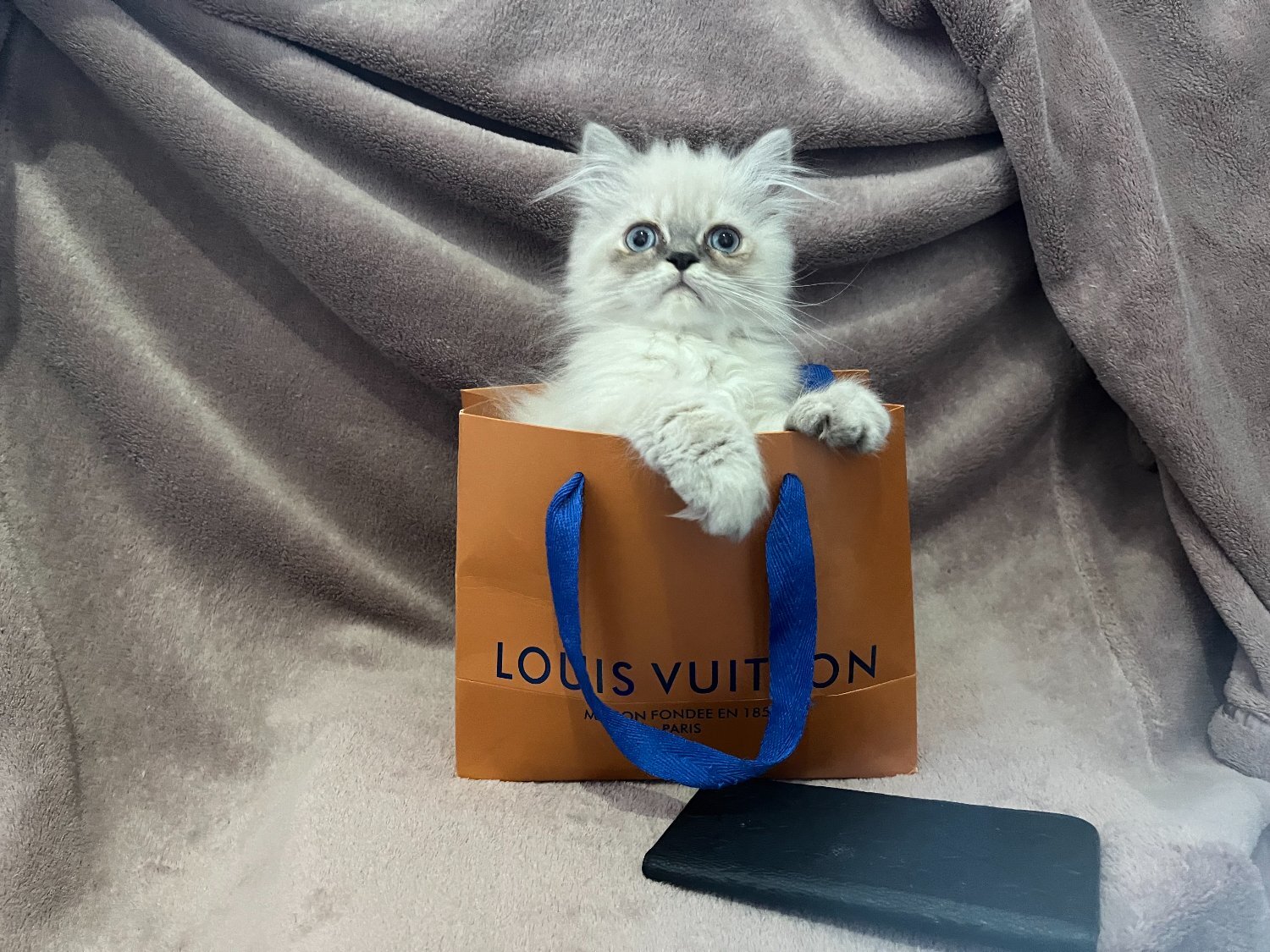Persian - READY NOW Fully vaccinated?Louis?, Persian kitten