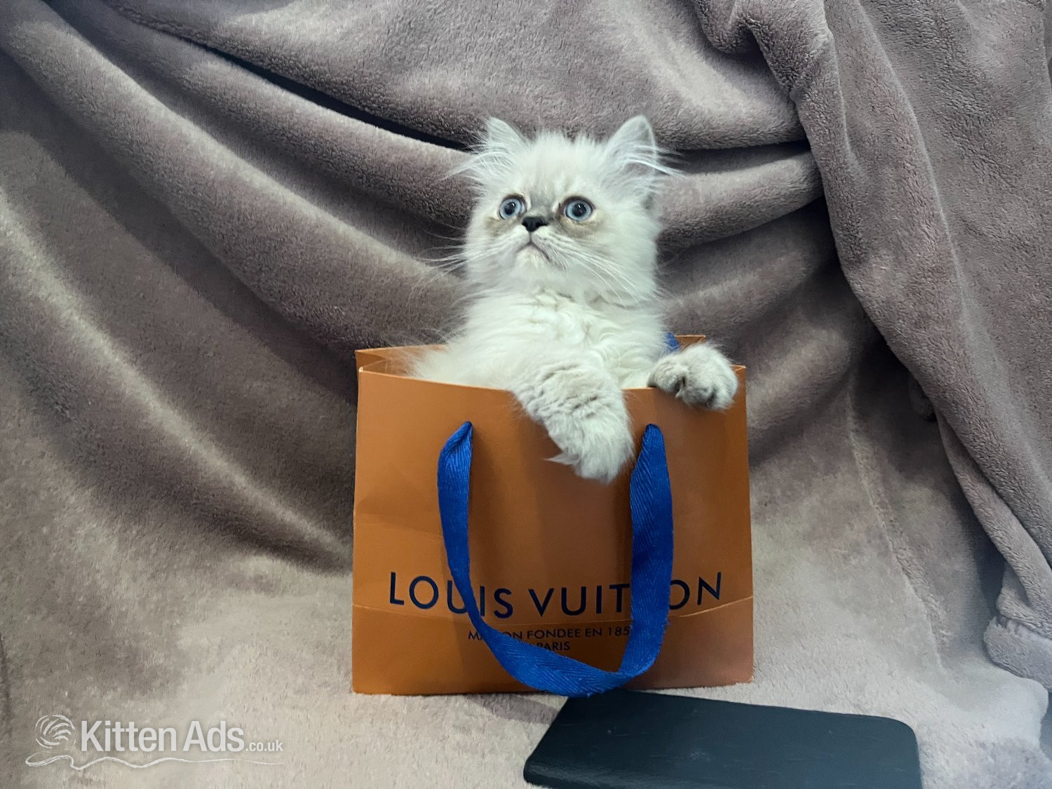 READY NOW Fully vaccinated?Louis?, Persian kitten - Persian