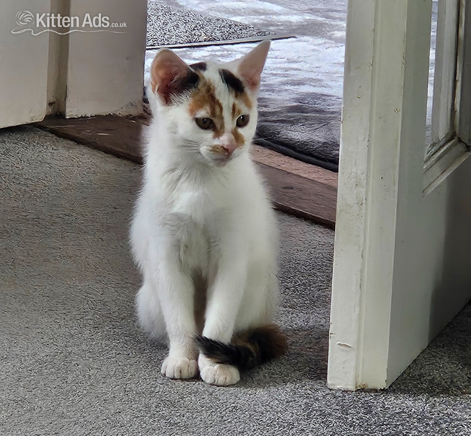 Beautiful Kittens Need Forever Home  in {LOCATION}