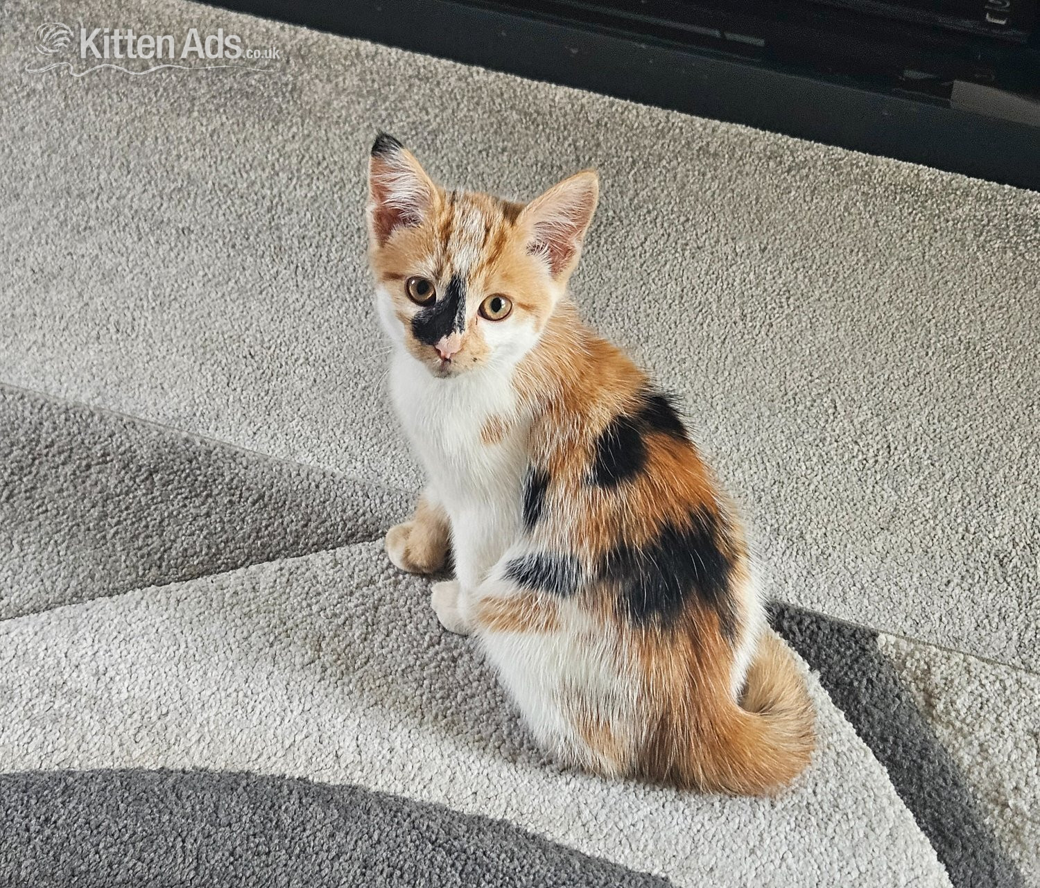  Cats and Kittens
