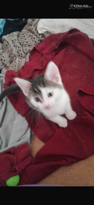 Beautiful kittens for sale 