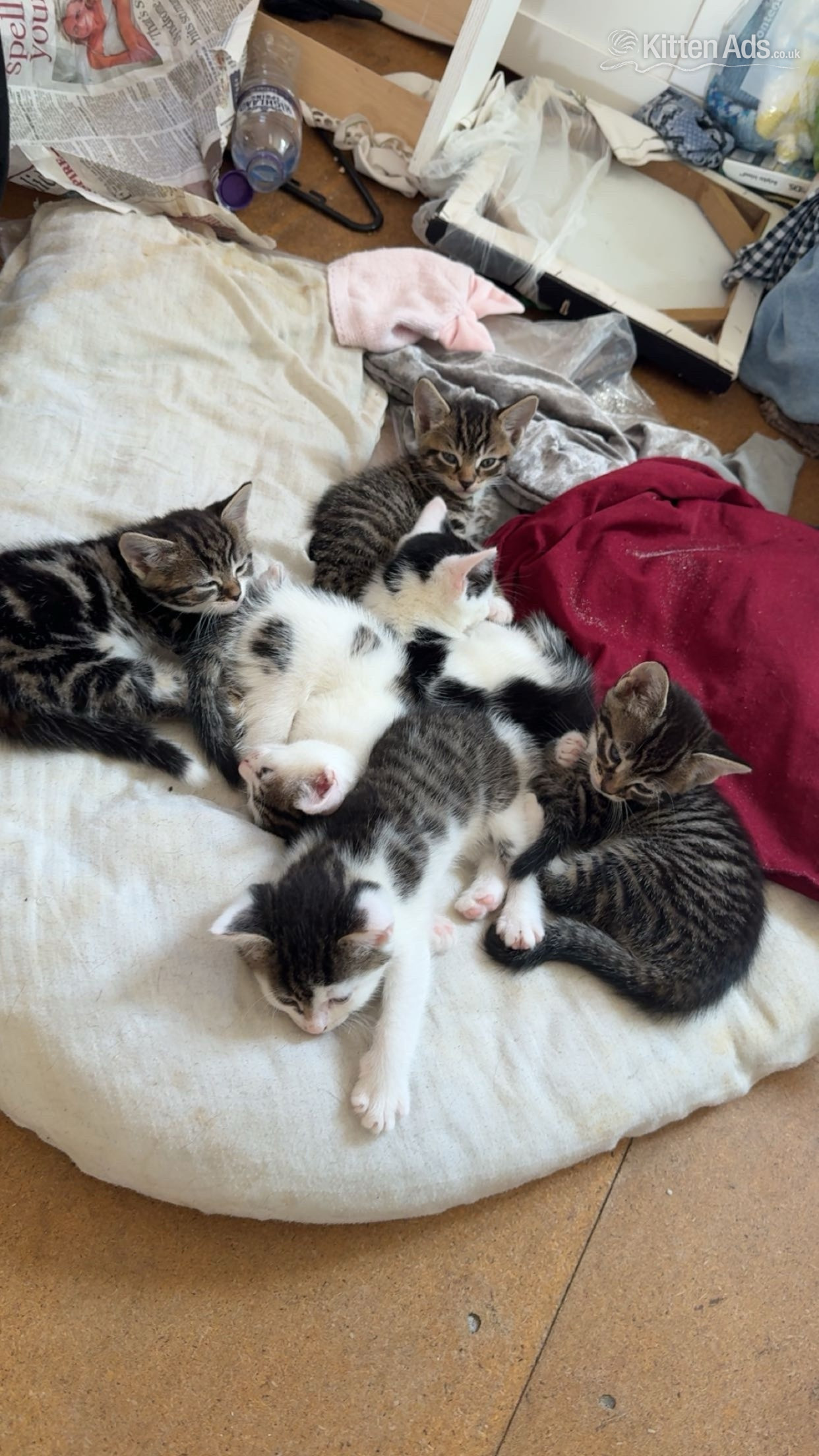 Beautiful kittens for sale  in {LOCATION}